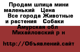 Продам шпица мини маленький › Цена ­ 15 000 - Все города Животные и растения » Собаки   . Амурская обл.,Михайловский р-н